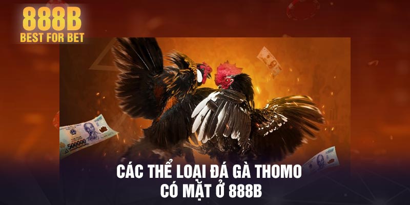 Các thể loại đá gà Thomo có mặt ở 888B