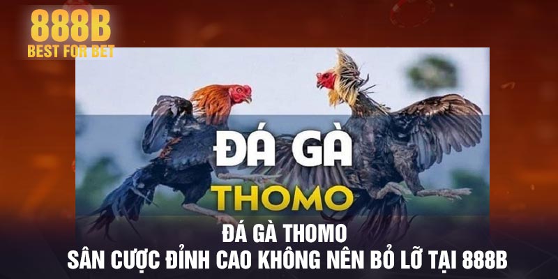Đá gà Thomo - Sân cược đỉnh cao không nên bỏ lỡ tại 888B