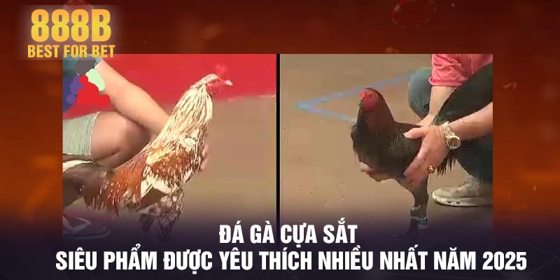 Đá gà cựa sắt - Siêu phẩm được yêu thích nhiều nhất năm 2025