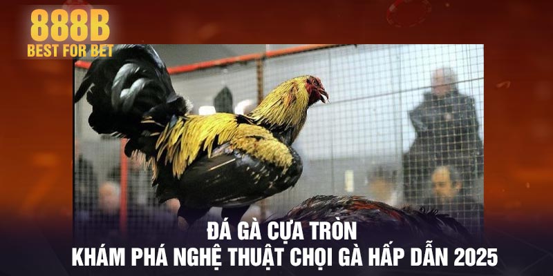 Đá gà cựa tròn - Khám phá nghệ thuật chọi gà hấp dẫn 2025