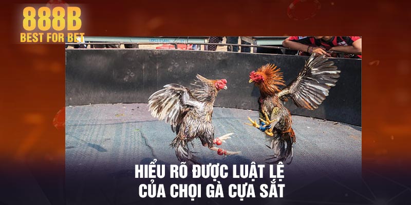 Hiểu rõ được luật lệ của chọi gà cựa sắt