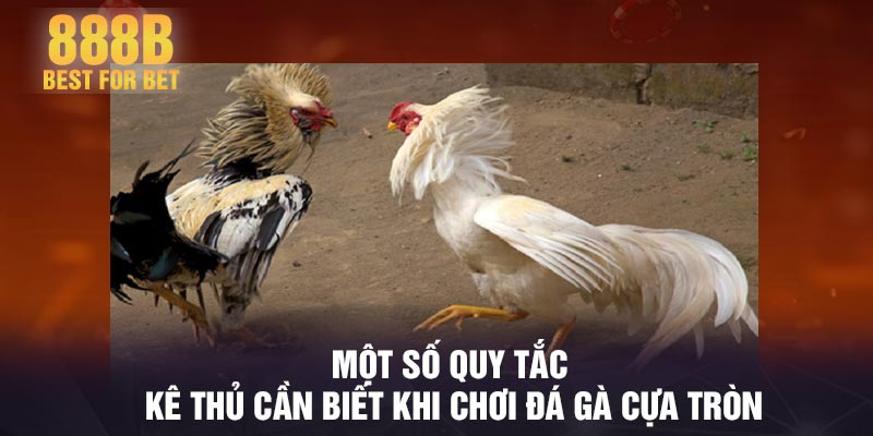Một số quy tắc kê thủ cần biết khi chơi đá gà cựa tròn