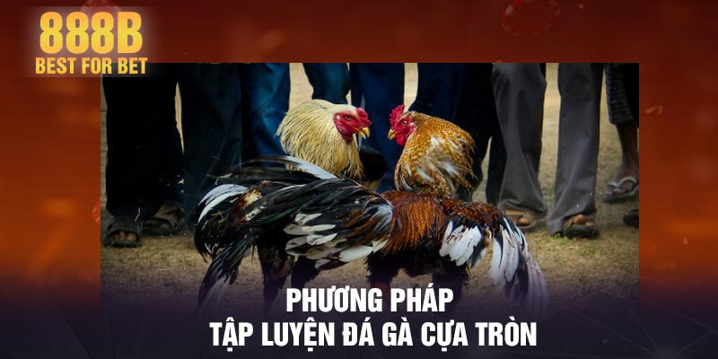 Phương pháp tập luyện đá gà cựa tròn