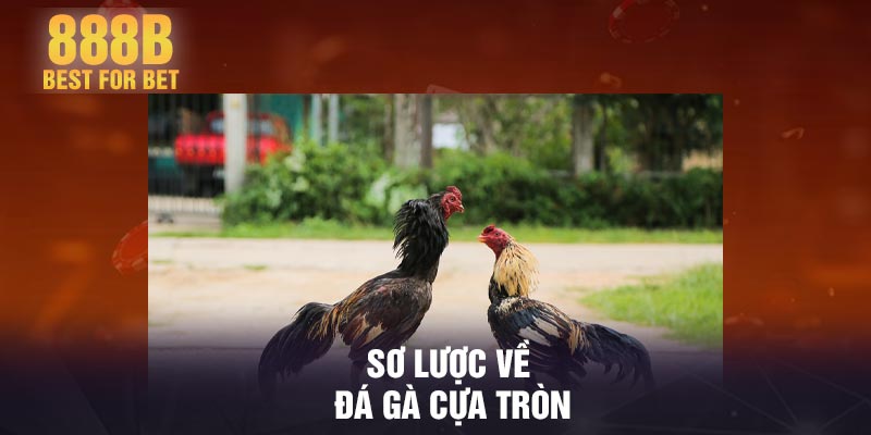 Sơ lược về đá gà cựa tròn