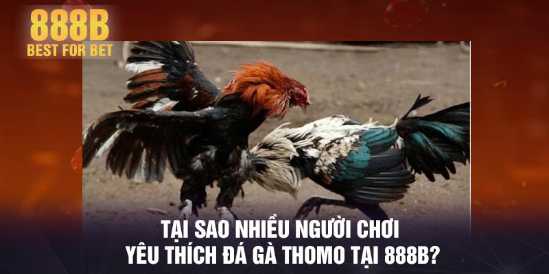 Tại sao nhiều người chơi yêu thích đá gà Thomo tại 888B?