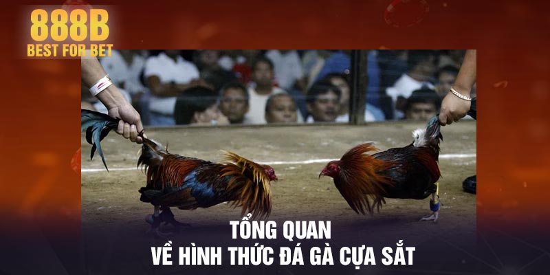 Tổng quan về hình thức đá gà cựa sắt