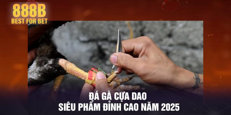 Đá gà cựa dao - Siêu phẩm Đỉnh Cao Năm 2025
