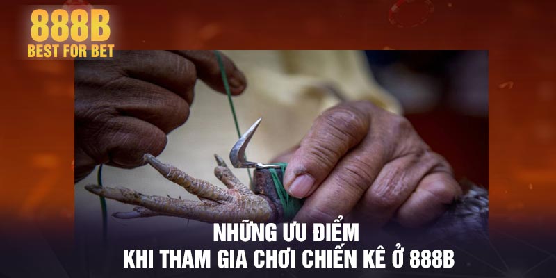 Những ưu điểm khi tham gia chơi chiến kê ở 888B