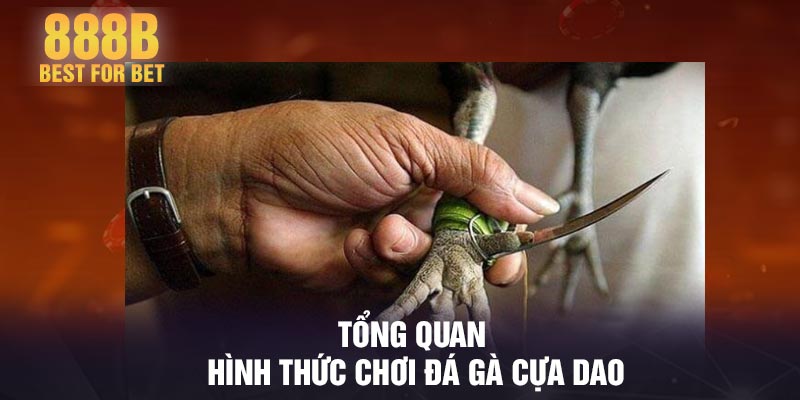 Tổng quan hình thức chơi đá gà cựa dao